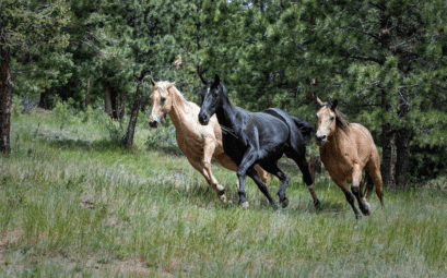 Comment évaluer la santé et la condition physique d'un cheval à vendre ?