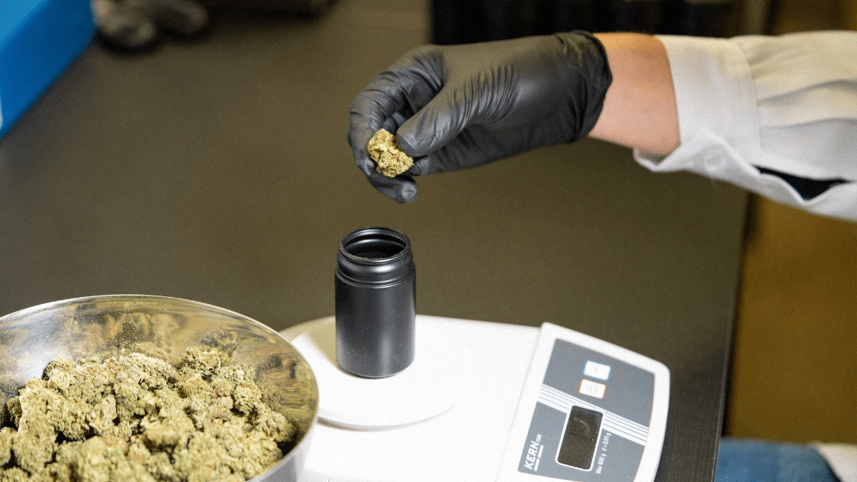 Les spécificités et distinctions de la résine de CBD triple filtration par rapport à la résine CBD classique
